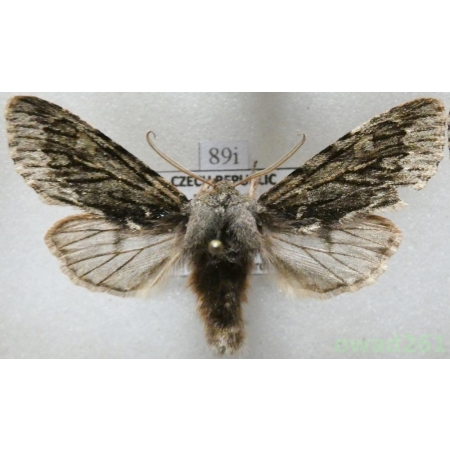 Brachionycha nubeculosa (Esper, 1785) Czech89i